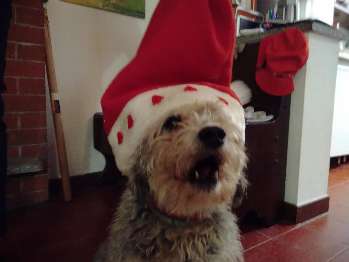 Cascina Torello Dogliani Kültér fotó
