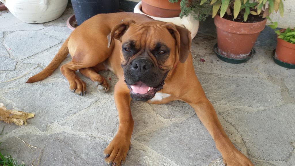 Cascina Torello Dogliani Kültér fotó
