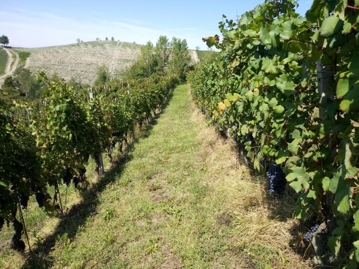 Cascina Torello Dogliani Kültér fotó