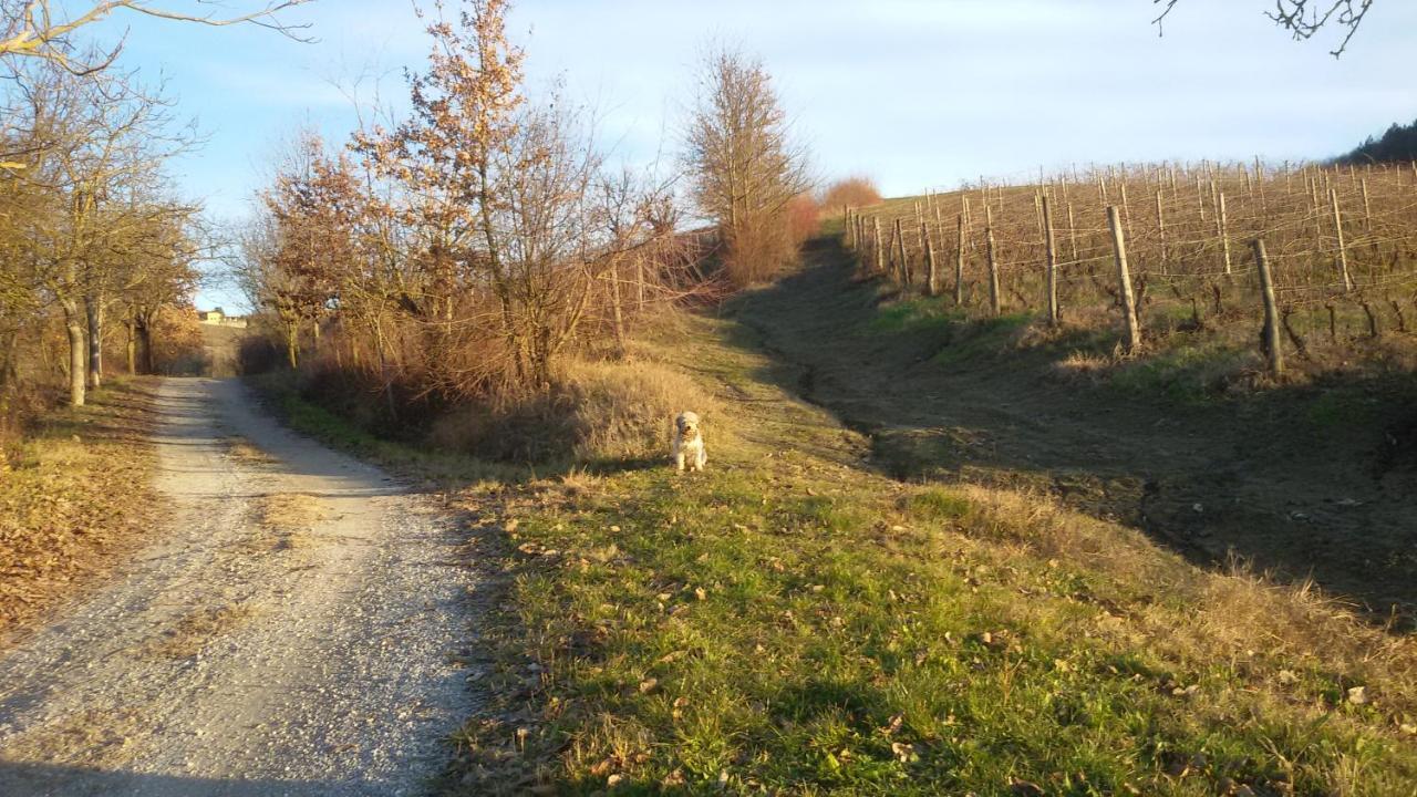 Cascina Torello Dogliani Kültér fotó